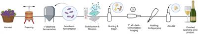 The Maillard reaction in traditional method sparkling wine